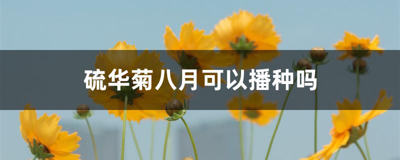 硫华菊八月可以播种吗 硫华菊八月可以播种吗