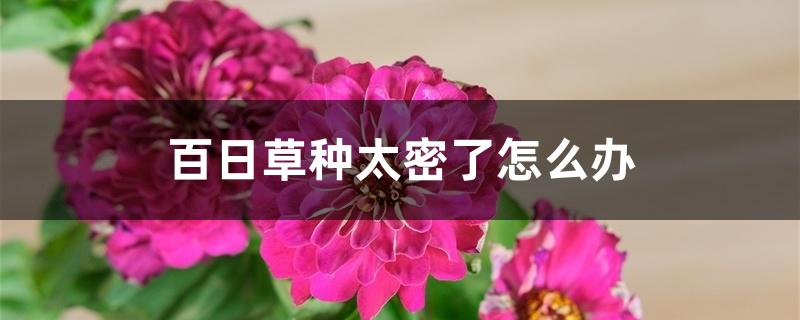 百日草种太密了怎么办 百日草种太密了怎么办