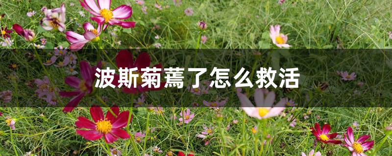 波斯菊蔫了怎么救活 波斯菊蔫了怎么救活