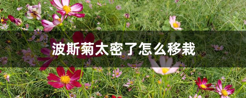 波斯菊太密了怎么移栽 波斯菊太密了怎么移栽