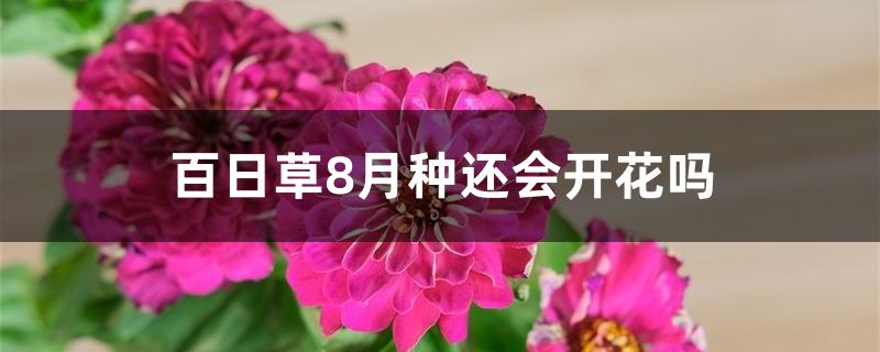 百日草8月种还会开花吗 百日草8月种还会开花吗