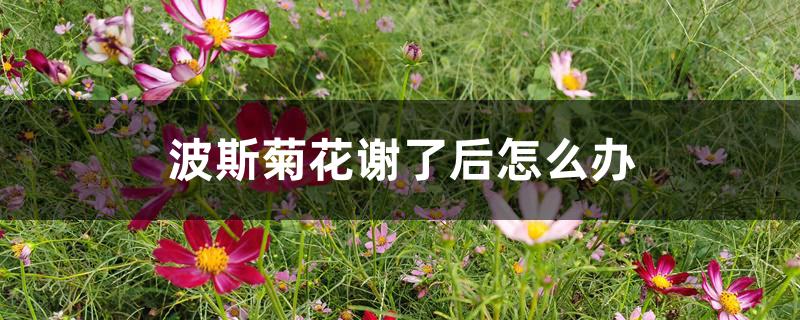 波斯菊花谢了后怎么办 波斯菊花谢了后怎么办