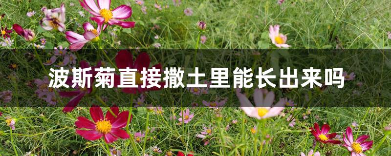 波斯菊直接撒土里能长出来吗 波斯菊直接撒土里能长出来吗
