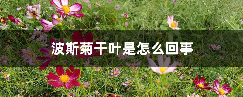 波斯菊干叶是怎么回事 波斯菊干叶是怎么回事