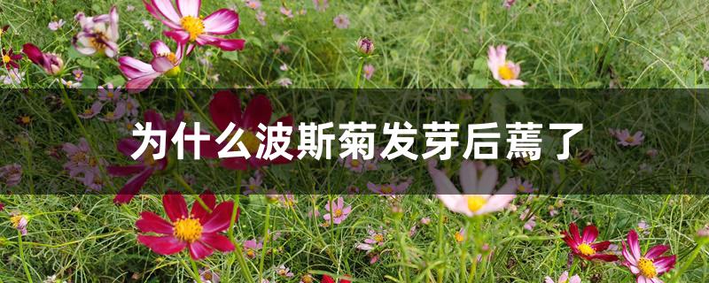 为什么波斯菊发芽后蔫了 为什么波斯菊发芽后蔫了