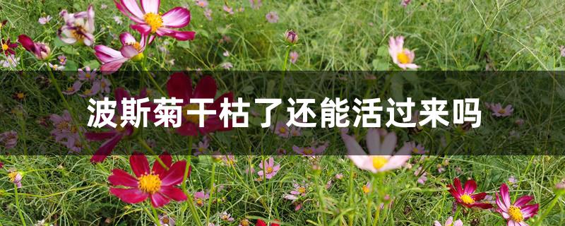 波斯菊干枯了还能活过来吗 波斯菊干枯了还能活过来吗