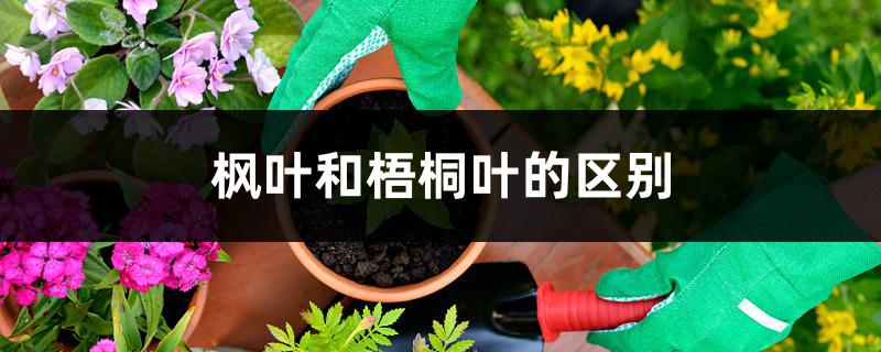 枫叶和梧桐叶的区别 枫叶和梧桐叶的区别