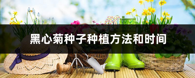 黑心菊种子种植方法和时间