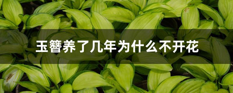 玉簪养了几年为什么不开花 玉簪养了几年为什么不开花