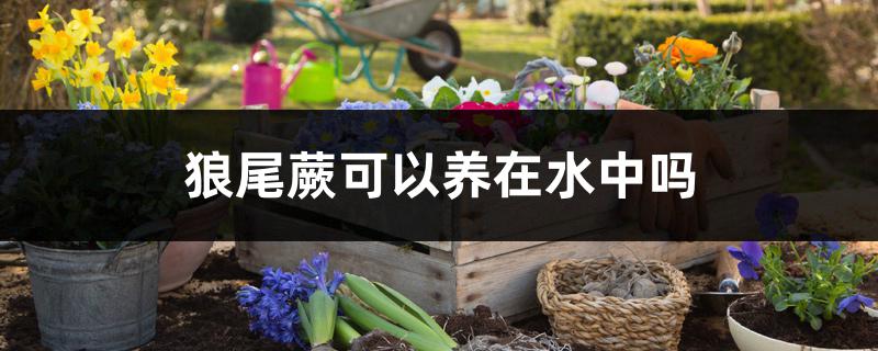 狼尾蕨可以养在水中吗 狼尾蕨可以养在水中吗