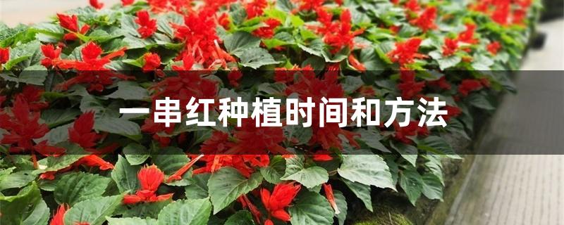 一串红种植时间和方法 一串红种植时间和方法