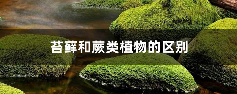 苔藓和蕨类植物的区别 苔藓和蕨类植物的区别