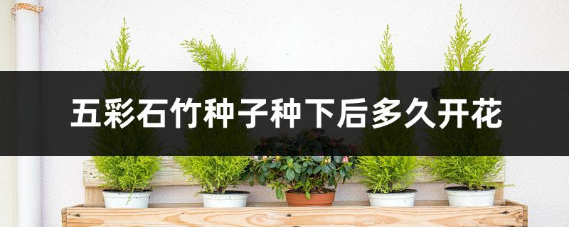 五彩石竹种子种下后多久开花 五彩石竹种子种下后多久开花