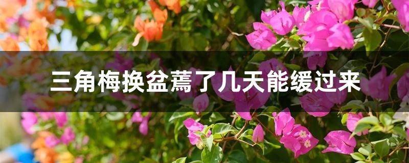 三角梅换盆蔫了几天能缓过来 三角梅换盆蔫了几天能缓过来