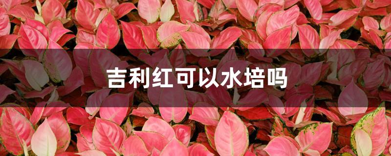 吉利红可以水培吗 吉利红可以水培吗