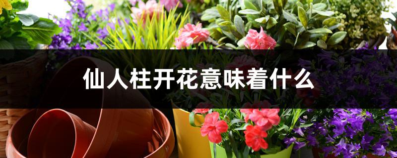 仙人柱开花意味着什么 仙人柱开花意味着什么