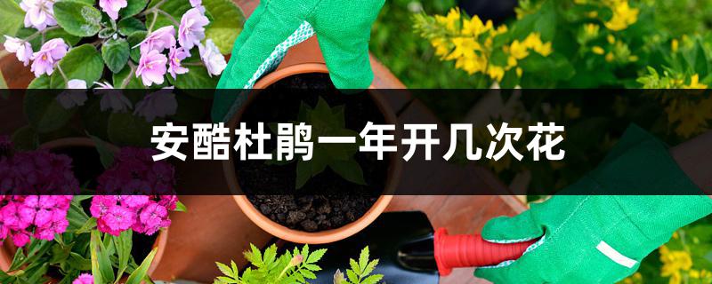 安酷杜鹃一年开几次花 安酷杜鹃一年开几次花