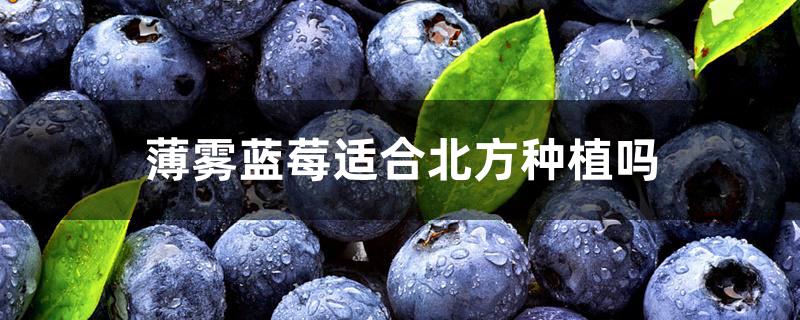 薄雾蓝莓适合北方种植吗 薄雾蓝莓适合北方种植吗