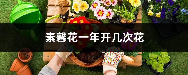 素馨花一年开几次花 素馨花一年开几次花