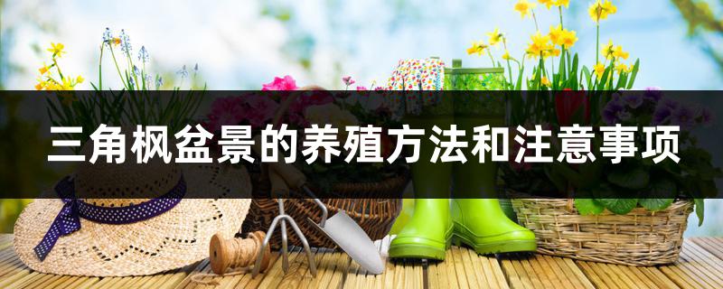 三角枫盆景的养殖方法和注意事项 三角枫盆景的养殖方法和注意事项