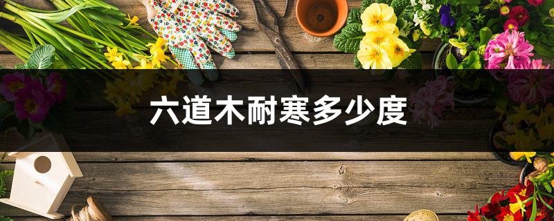 六道木耐寒多少度 六道木耐寒多少度