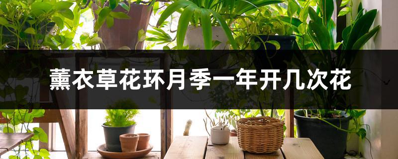 薰衣草花环月季一年开几次花 薰衣草花环月季一年开几次花