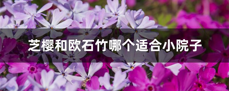 芝樱和欧石竹哪个适合小院子 芝樱和欧石竹哪个适合小院子