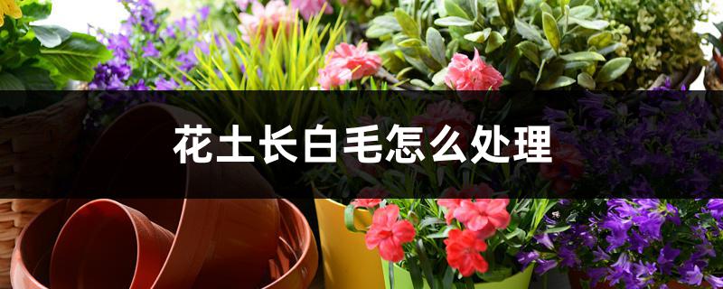 花土长白毛怎么处理 花土长白毛怎么处理