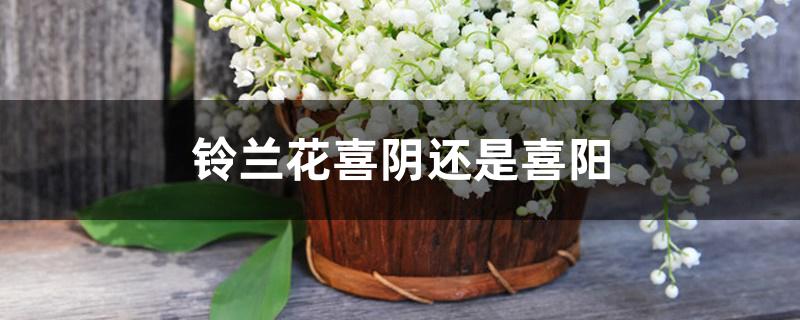 铃兰花喜阴还是喜阳 铃兰花喜阴还是喜阳