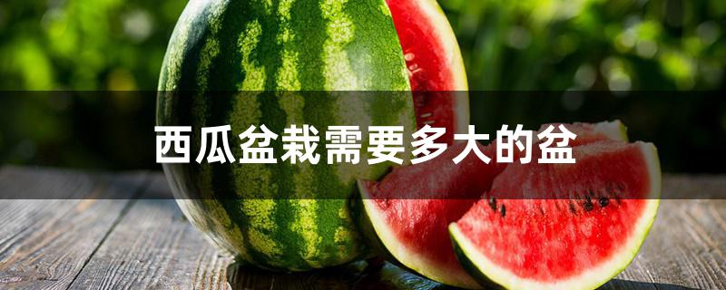 西瓜盆栽需要多大的盆 西瓜盆栽需要多大的盆