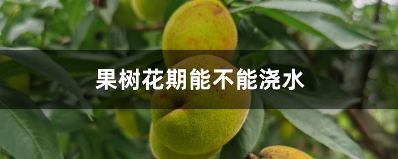 果树花期能不能浇水 果树花期能不能浇水