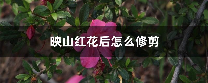 映山红花后怎么修剪 映山红花后怎么修剪