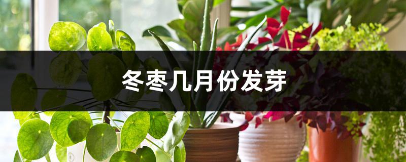 冬枣几月份发芽 冬枣几月份发芽