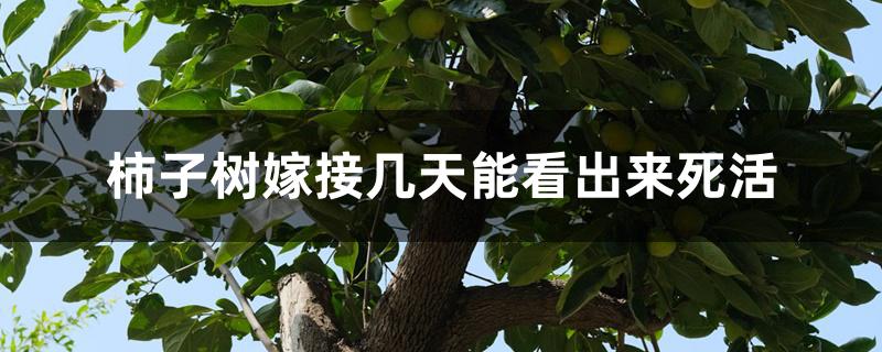 柿子树嫁接几天能看出来死活 柿子树嫁接几天能看出来死活