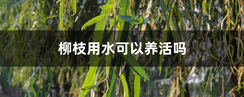 柳枝用水可以养活吗 柳枝用水可以养活吗