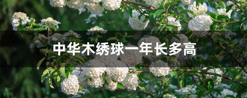 中华木绣球一年长多高 中华木绣球一年长多高