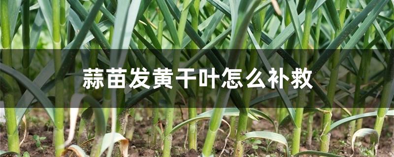 蒜苗发黄干叶怎么补救 蒜苗发黄干叶怎么补救