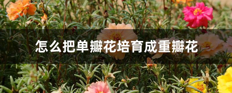 怎么把单瓣花培育成重瓣花 怎么把单瓣花培育成重瓣花