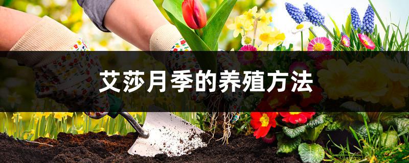 艾莎月季的养殖方法 艾莎月季的养殖方法