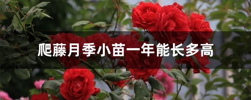 爬藤月季小苗一年能长多高