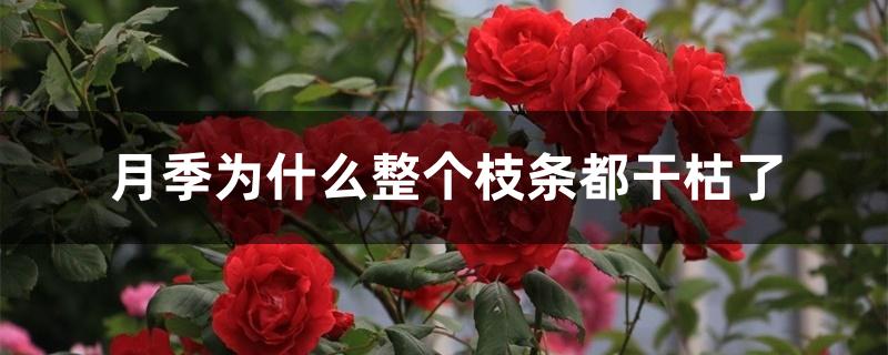 月季为什么整个枝条都干枯了 月季为什么整个枝条都干枯了