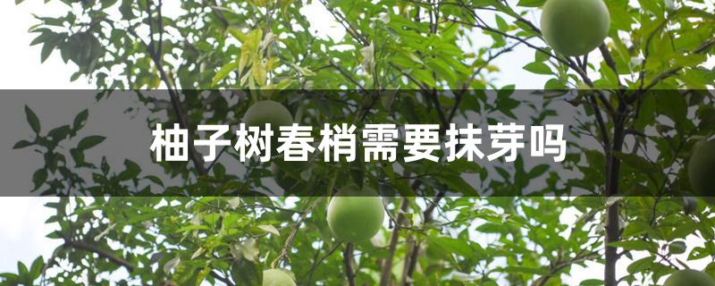 柚子树春梢需要抹芽吗 柚子树春梢需要抹芽吗