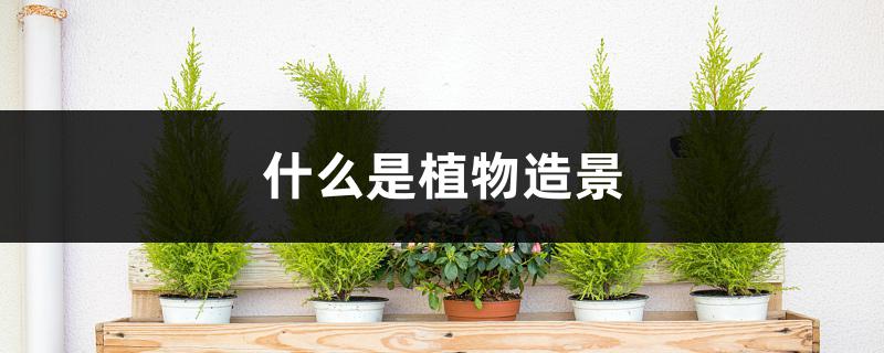 什么是植物造景 什么是植物造景