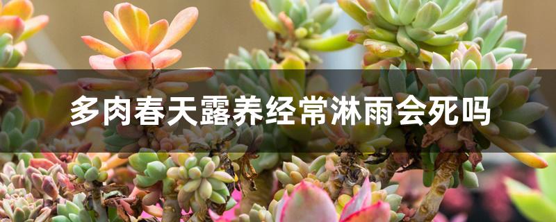 多肉春天露养经常淋雨会死吗 多肉春天露养经常淋雨会死吗
