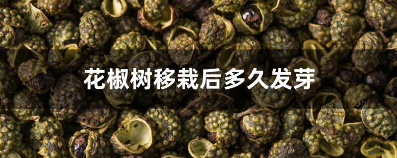 花椒树移栽后多久发芽 花椒树移栽后多久发芽