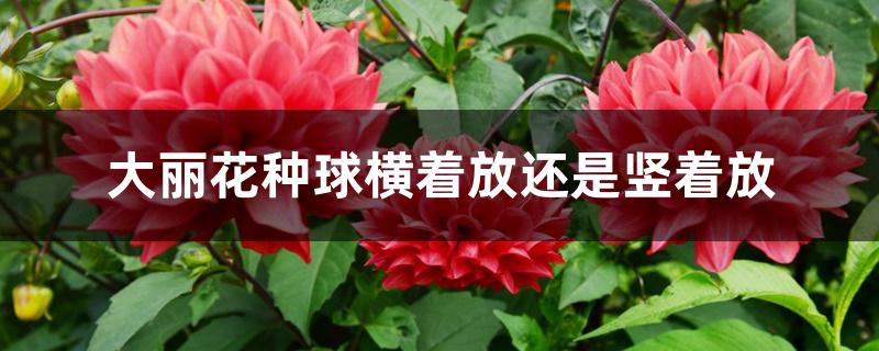 大丽花种球横着放还是竖着放 大丽花种球横着放还是竖着放