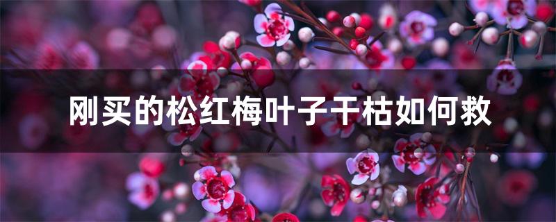 刚买的松红梅叶子干枯如何救 刚买的松红梅叶子干枯如何救