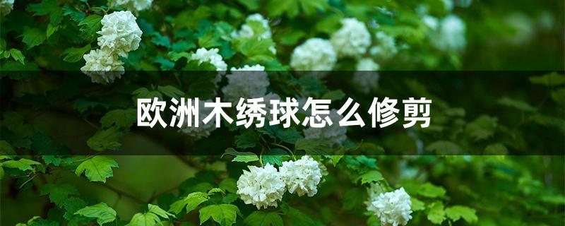 欧洲木绣球怎么修剪 欧洲木绣球怎么修剪