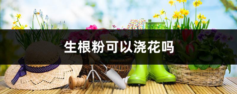 生根粉可以浇花吗 生根粉可以浇花吗