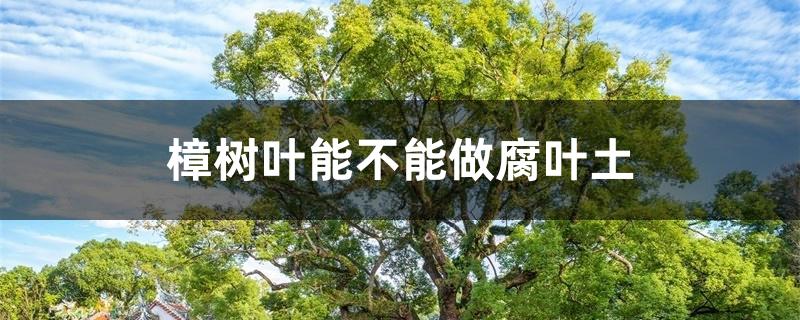 樟树叶能不能做腐叶土 樟树叶能不能做腐叶土